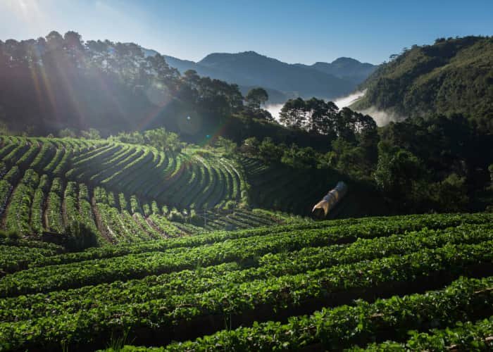 Cultivos de café de origen colombiano