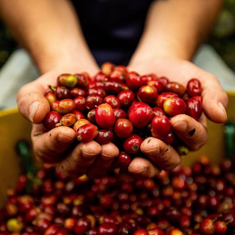 Temp Finca images, delete After (4)